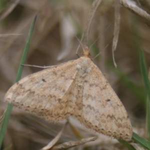 Scopula rubraria at Eden, NSW - 9 Nov 2019