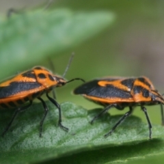 Agonoscelis rutila (Horehound bug) at Eden, NSW - 9 Nov 2019 by FionaG