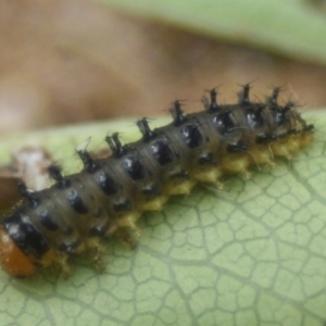 Lamprolina impressicollis at Eden, NSW - 9 Nov 2019