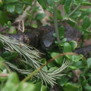 Notechis scutatus at Eden, NSW - 9 Nov 2019