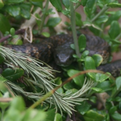Notechis scutatus (Tiger Snake) at Eden, NSW - 9 Nov 2019 by FionaG