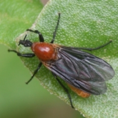 Bibio imitator (Garden maggot) at Eden, NSW - 9 Nov 2019 by FionaG