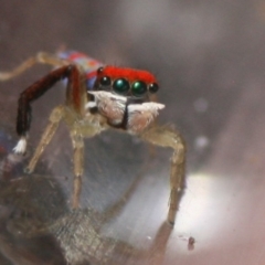Maratus splendens (Splendid peacock spider) at Eden, NSW - 10 Nov 2019 by FionaG