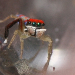 Maratus splendens at Eden, NSW - 10 Nov 2019 12:02 AM