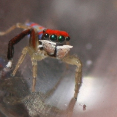 Maratus splendens (Splendid peacock spider) at Eden, NSW - 9 Nov 2019 by FionaG