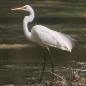 Ardea alba at Eden, NSW - 9 Nov 2019 09:21 PM