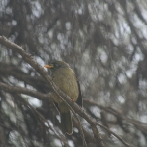 Manorina melanophrys at Lake Curalo - 9 Nov 2019 09:12 PM