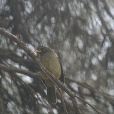 Manorina melanophrys (Bell Miner) at Lake Curalo - 9 Nov 2019 by FionaG