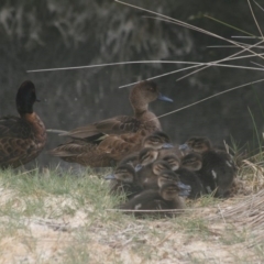 Anas castanea (Chestnut Teal) at Lake Curalo - 9 Nov 2019 by FionaG