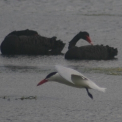 Hydroprogne caspia (Caspian Tern) at Eden, NSW - 9 Nov 2019 by FionaG