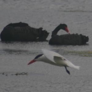 Hydroprogne caspia at Lake Curalo - 9 Nov 2019 09:22 PM