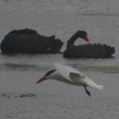 Hydroprogne caspia (Caspian Tern) at Lake Curalo - 9 Nov 2019 by FionaG