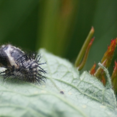 Unidentified Beetle (Coleoptera) at Quaama, NSW - 31 Mar 2011 by FionaG