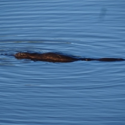 Ornithorhynchus anatinus (Platypus) at Fyshwick, ACT - 13 Nov 2019 by roymcd