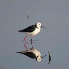 Himantopus leucocephalus (Pied Stilt) at Jerrabomberra Wetlands - 11 Nov 2019 by roymcd