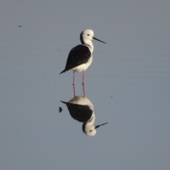 Himantopus leucocephalus at Fyshwick, ACT - 12 Nov 2019 07:14 AM