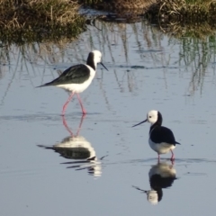 Himantopus leucocephalus at Fyshwick, ACT - 12 Nov 2019