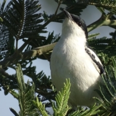 Lalage tricolor (White-winged Triller) at Fyshwick, ACT - 11 Nov 2019 by roymcd