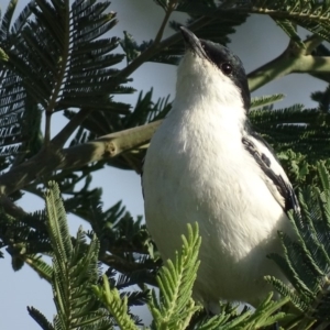 Lalage tricolor at Fyshwick, ACT - 12 Nov 2019