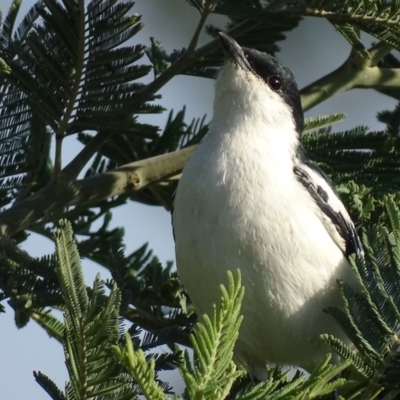 Lalage tricolor (White-winged Triller) at Jerrabomberra Wetlands - 11 Nov 2019 by roymcd