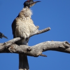 Philemon corniculatus (Noisy Friarbird) at Deakin, ACT - 11 Nov 2019 by roymcd