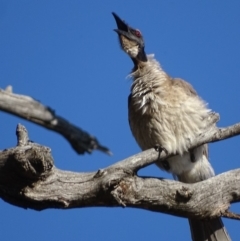 Philemon corniculatus at Deakin, ACT - 11 Nov 2019