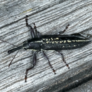 Rhinotia sp. in brunnea-group at Lake George, NSW - 12 Nov 2019