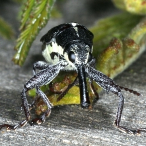 Rhinotia sp. in brunnea-group at Lake George, NSW - 12 Nov 2019