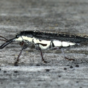 Rhinotia sp. in brunnea-group at Lake George, NSW - 12 Nov 2019