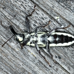 Rhinotia sp. in brunnea-group at Lake George, NSW - 12 Nov 2019