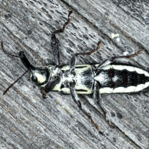 Rhinotia sp. in brunnea-group at Lake George, NSW - 12 Nov 2019