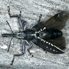 Rhinotia sp. in brunnea-group at Lake George, NSW - 12 Nov 2019