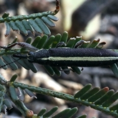 Rhinotia suturalis (Belid weevil) at QPRC LGA - 12 Nov 2019 by jbromilow50