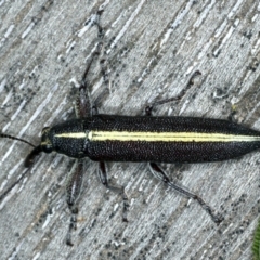 Rhinotia suturalis at Lake George, NSW - 12 Nov 2019 04:54 PM