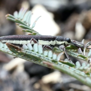 Rhinotia suturalis at Lake George, NSW - 12 Nov 2019