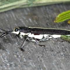 Rhinotia suturalis at Lake George, NSW - 12 Nov 2019