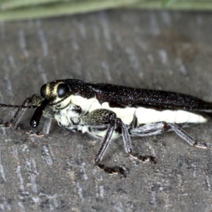 Rhinotia suturalis at Lake George, NSW - 12 Nov 2019 04:54 PM