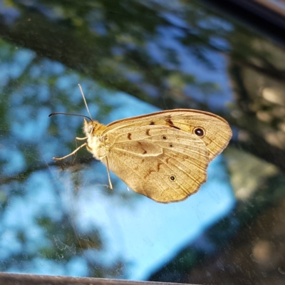 Heteronympha merope (Common Brown Butterfly) at Kambah, ACT - 13 Nov 2019 by MatthewFrawley