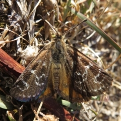 Synemon plana (Golden Sun Moth) at Narrabundah, ACT - 13 Nov 2019 by RobParnell