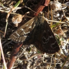 Synemon plana at Narrabundah, ACT - 14 Nov 2019 08:24 AM