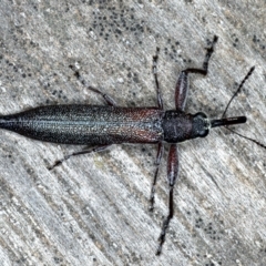 Rhinotia phoenicoptera (Belid weevil) at Lake George, NSW - 12 Nov 2019 by jb2602