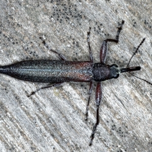 Rhinotia phoenicoptera at Lake George, NSW - 12 Nov 2019