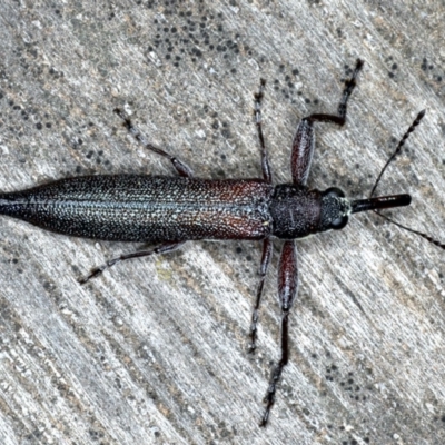 Rhinotia phoenicoptera (Belid weevil) at Lake George, NSW - 12 Nov 2019 by jb2602
