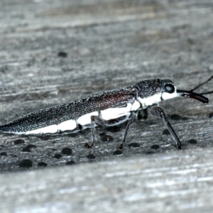 Rhinotia phoenicoptera at Lake George, NSW - 12 Nov 2019