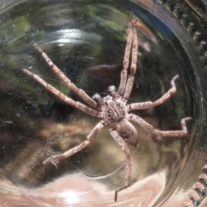 Mituliodon tarantulinus at Narrabundah, ACT - 13 Nov 2019 10:59 AM