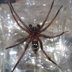 Mituliodon tarantulinus at Narrabundah, ACT - 13 Nov 2019 10:59 AM