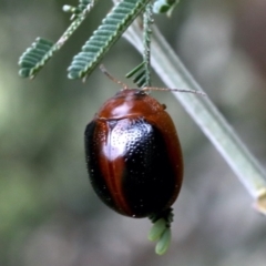 Dicranosterna immaculata (Acacia leaf beetle) at Lake George, NSW - 12 Nov 2019 by jb2602