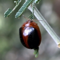 Dicranosterna immaculata (Acacia leaf beetle) at QPRC LGA - 12 Nov 2019 by jbromilow50