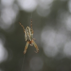 Plebs bradleyi (Enamelled spider) at Quaama, NSW - 30 Oct 2007 by FionaG