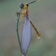 Nymphes myrmeleonoides (Blue eyes lacewing) at Quaama, NSW - 18 Jan 2009 by FionaG